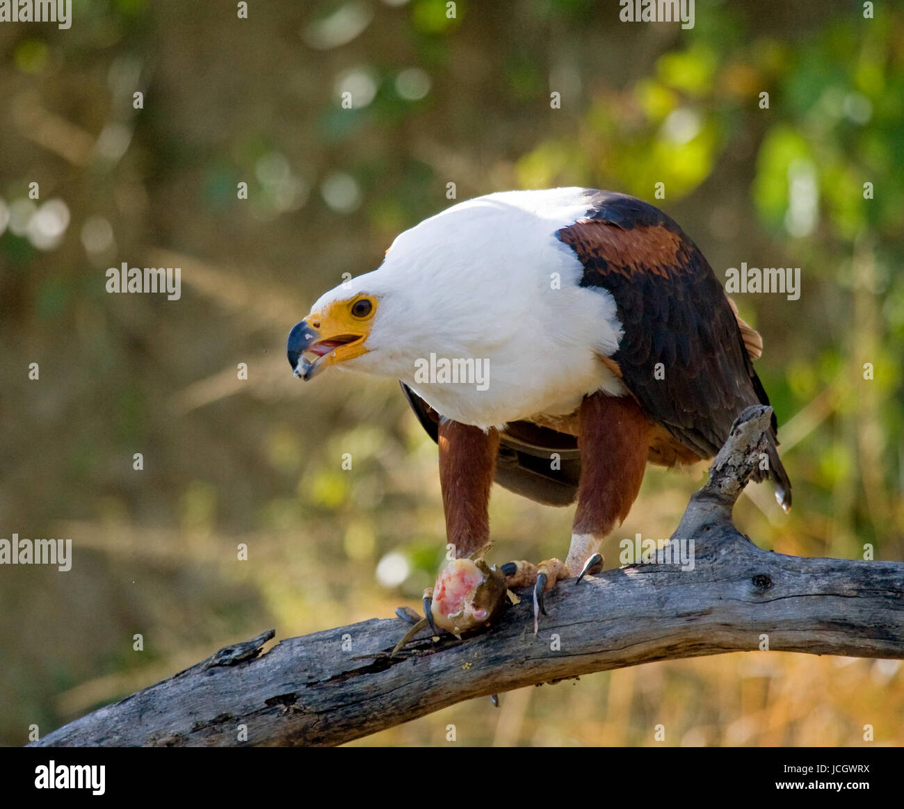 Afrikanische Fischadler sitzt auf einem Ast mit einem Fisch in seinen Klauen. Ost-Afrika. Uganda. Große Abbildung. Stockfoto