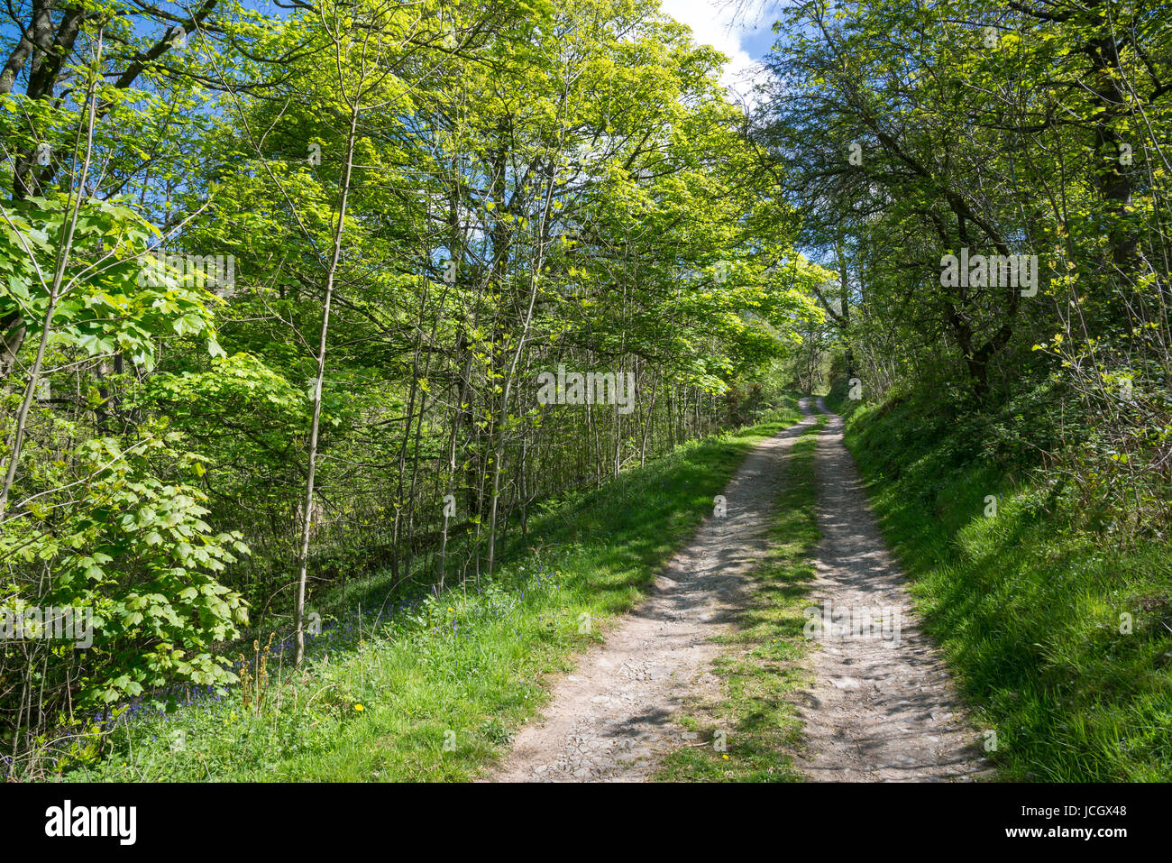 Woodland-Pfad bei Coed Ceunant, ein Wald Vertrauen Lage unterhalb der Moel Famau Country Park in der Nähe von Ruthin, Nordwales. Stockfoto