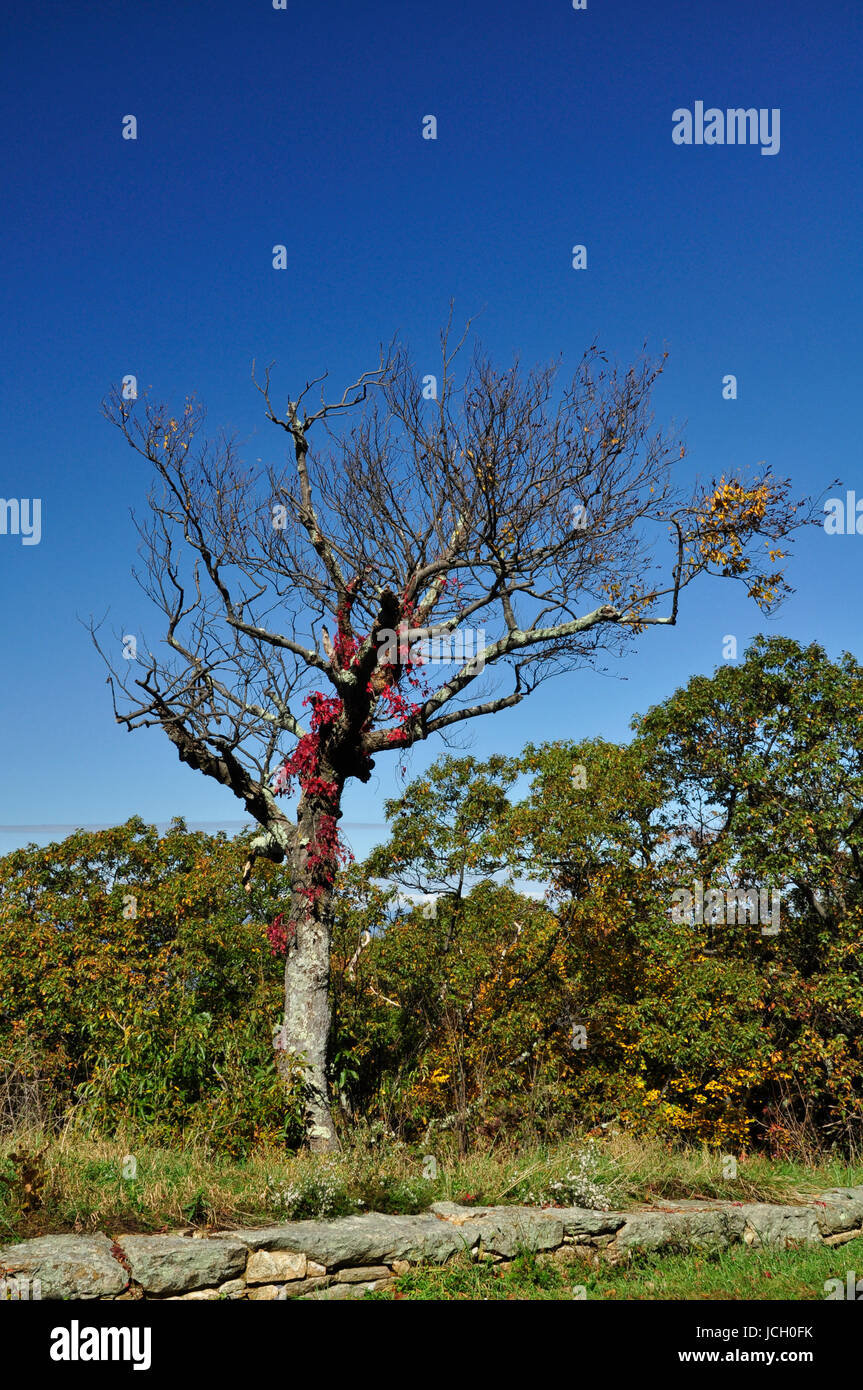 Ändern der Farbe für den Herbst hier im Osten der Vereinigten Staaten Stockfoto