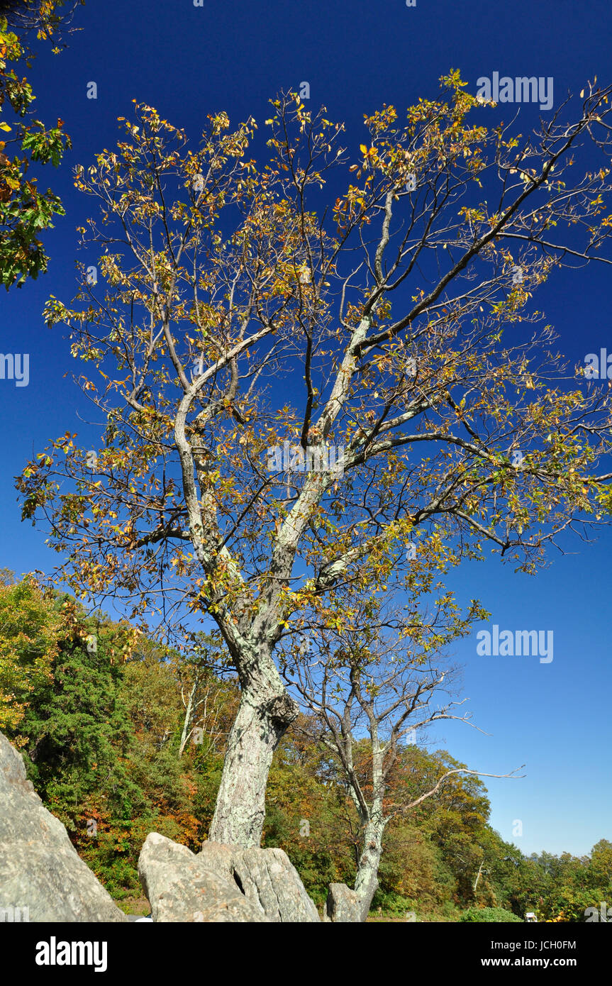 Ändern der Farbe für den Herbst hier im Osten der Vereinigten Staaten Stockfoto