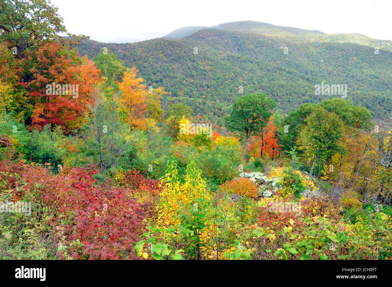 Ändern der Farbe für den Herbst hier im Osten der Vereinigten Staaten Stockfoto