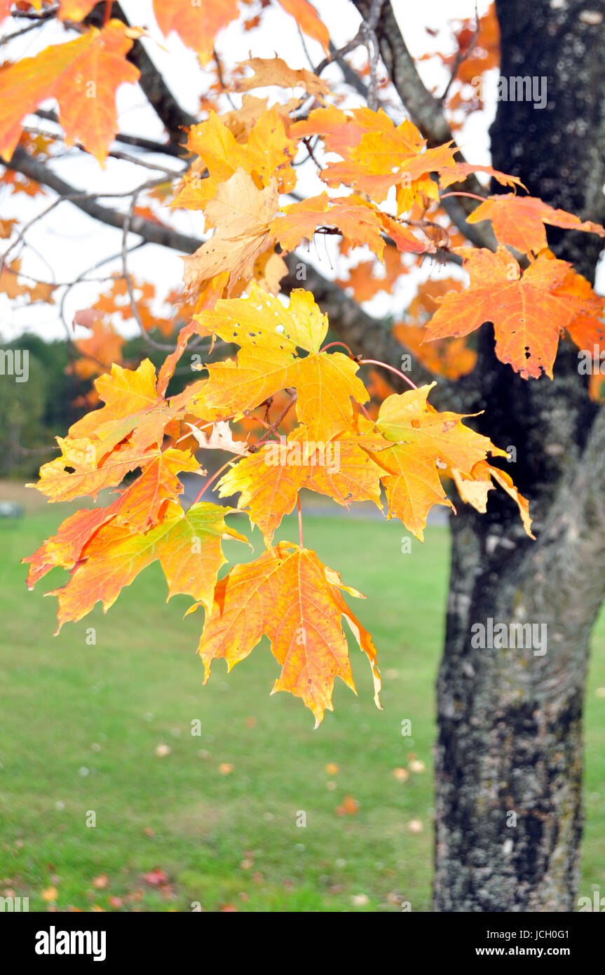 Ändern der Farbe für den Herbst hier im Osten der Vereinigten Staaten Stockfoto