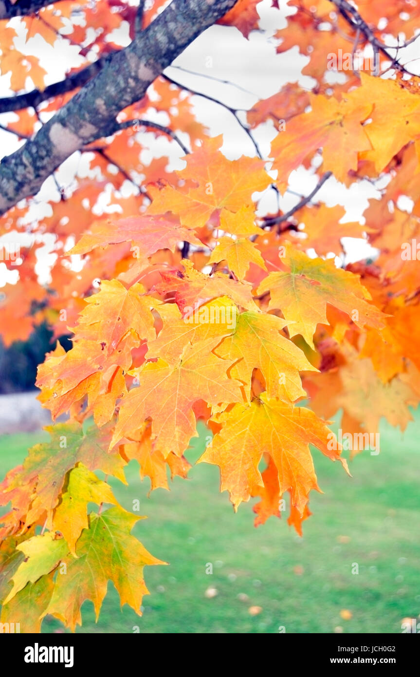 Ändern der Farbe für den Herbst hier im Osten der Vereinigten Staaten Stockfoto
