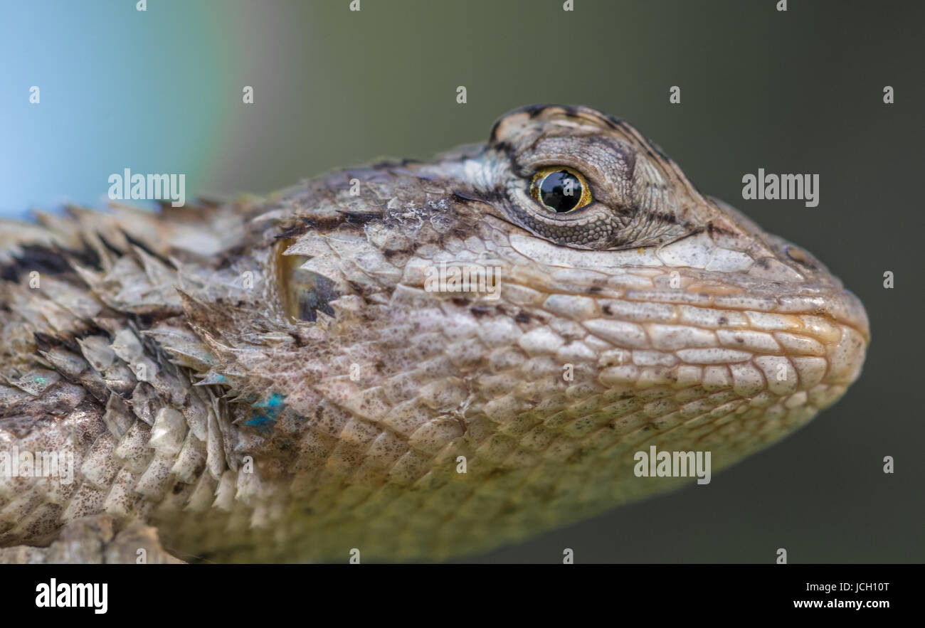 Blau-Bellied Lizard Stockfoto