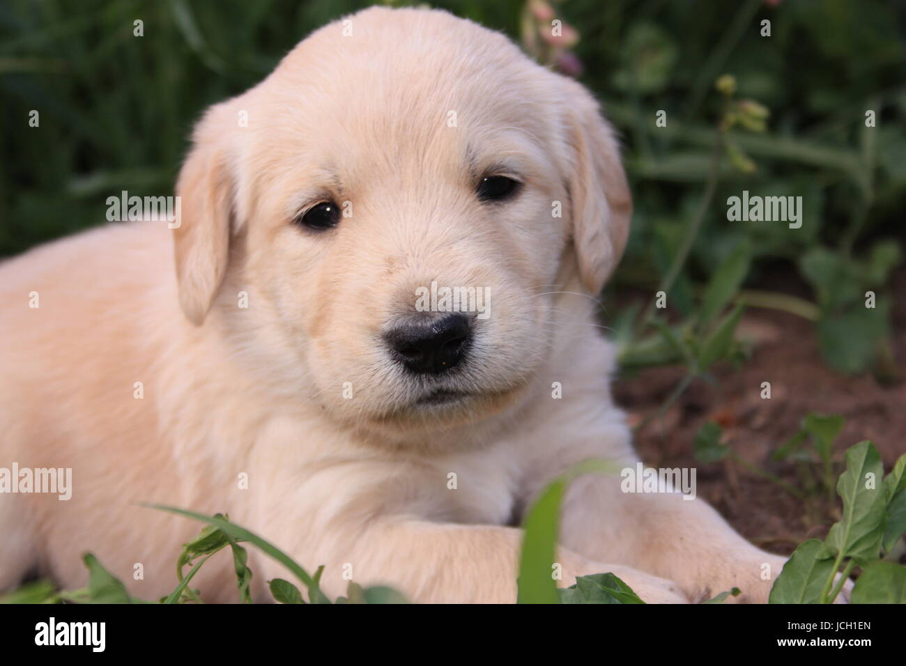 3 Wochen alten Welpen Stockfoto