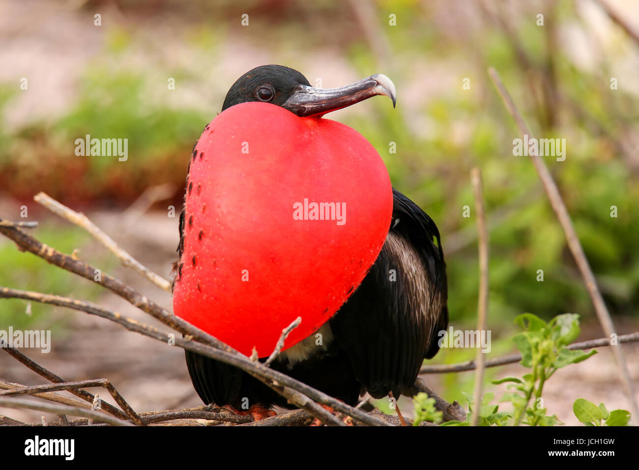 Männliche herrlichen Fregattvogels (Fregata magnificens) mit überhöhten unbefiederten Sac auf North Seymour Island, Galapagos Nationalpark in Ecuador Stockfoto