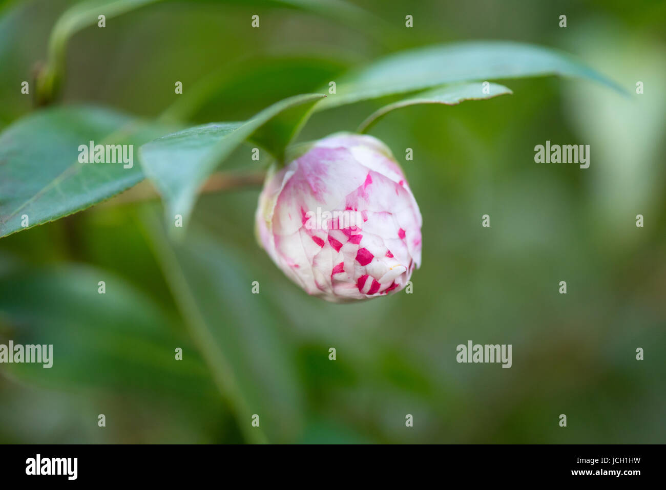 Eine enge, weiße und rosa Kamelien (Camellia japonica) Knospe, die fast bereit ist, sich zu öffnen. Stockfoto