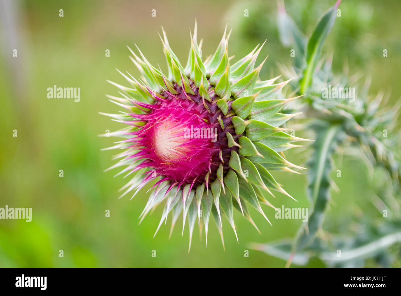Nahaufnahme einer zerklüfteten, stacheligen, invasiven Moschusdistel oder nickenden Histle (Carduus nutans), die wild auf einem Feld in Georgien wächst. In Eurasien beheimatet. Stockfoto