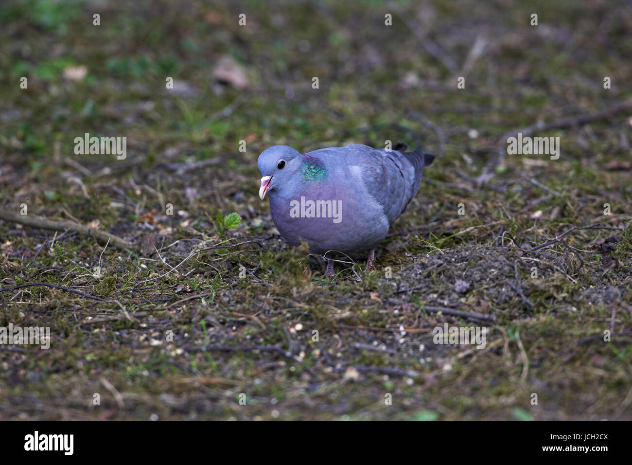 Lager Taube Columba Oenas Blashford in der Nähe von Ringwood Hampshire England Stockfoto