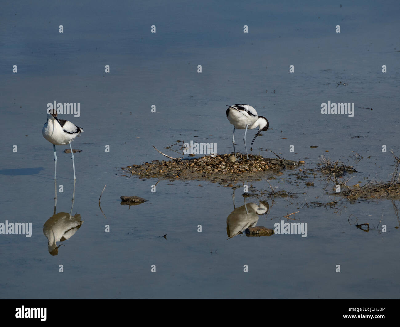 Recurvirostra Avosetta: paar und Nest von Wasser umgeben. Ile d'Oleron, Frankreich Stockfoto