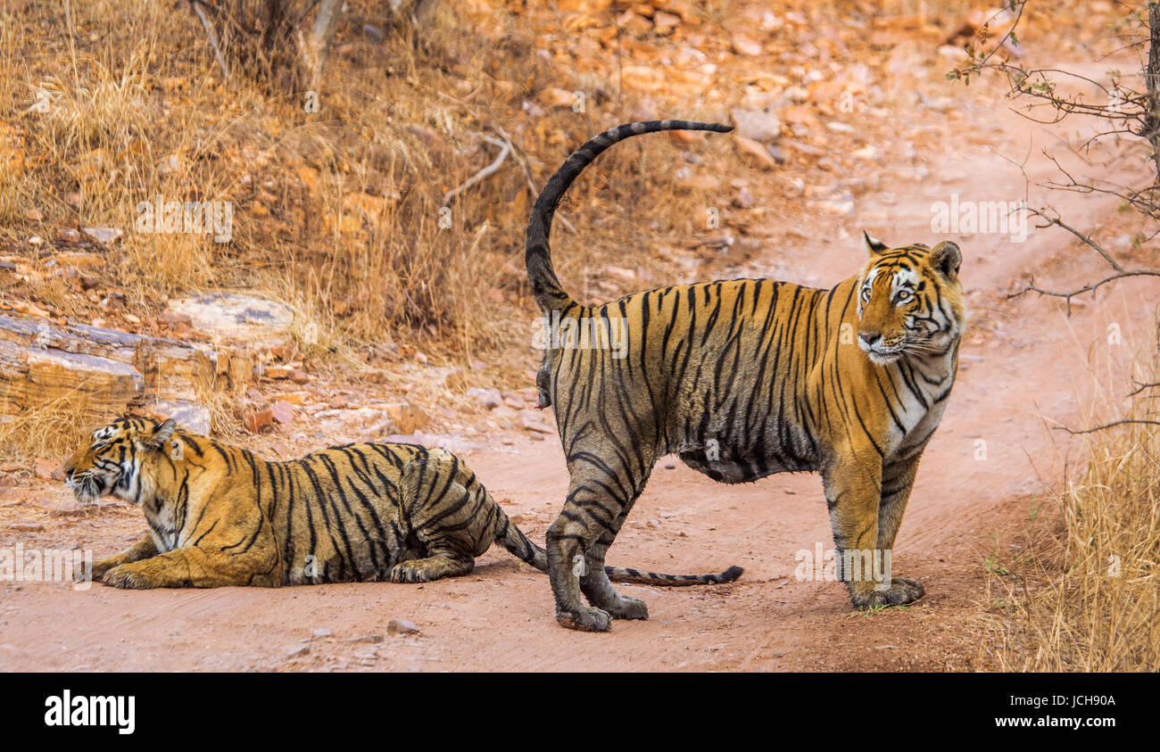 Männliche und weibliche bengalische Tiger spielen miteinander im Ranthambore Nationalpark. Indien. Stockfoto