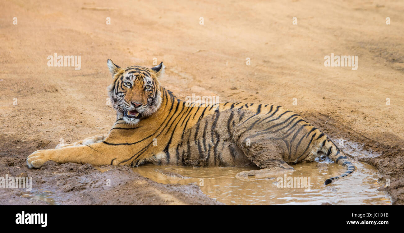 Der bengalische Tiger liegt auf der Straße. Ranthambore Nationalpark. Indien. Stockfoto