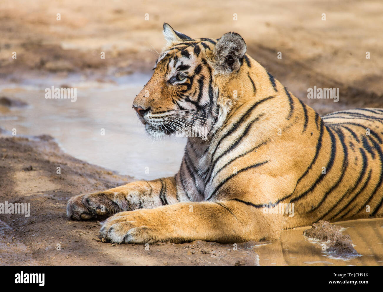 Der bengalische Tiger liegt auf der Straße. Ranthambore Nationalpark. Indien. Stockfoto