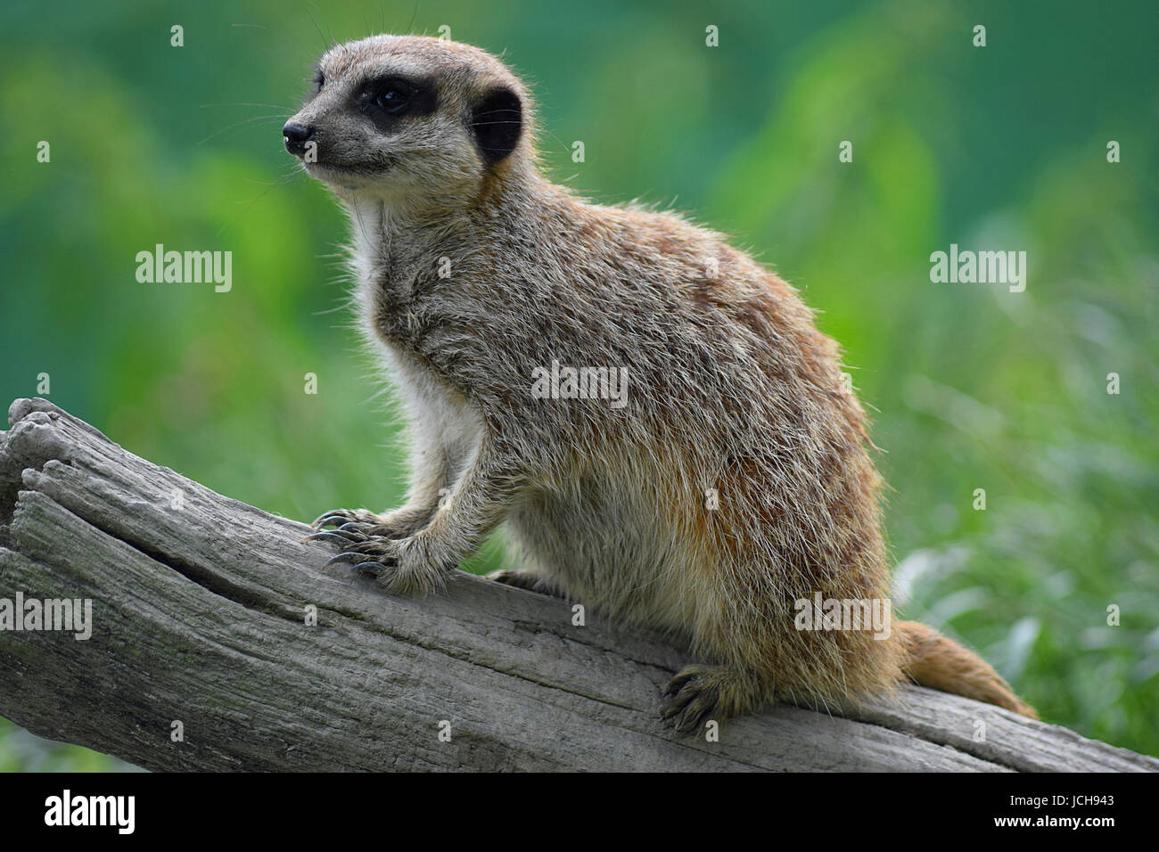 Erdmännchen Stockfoto