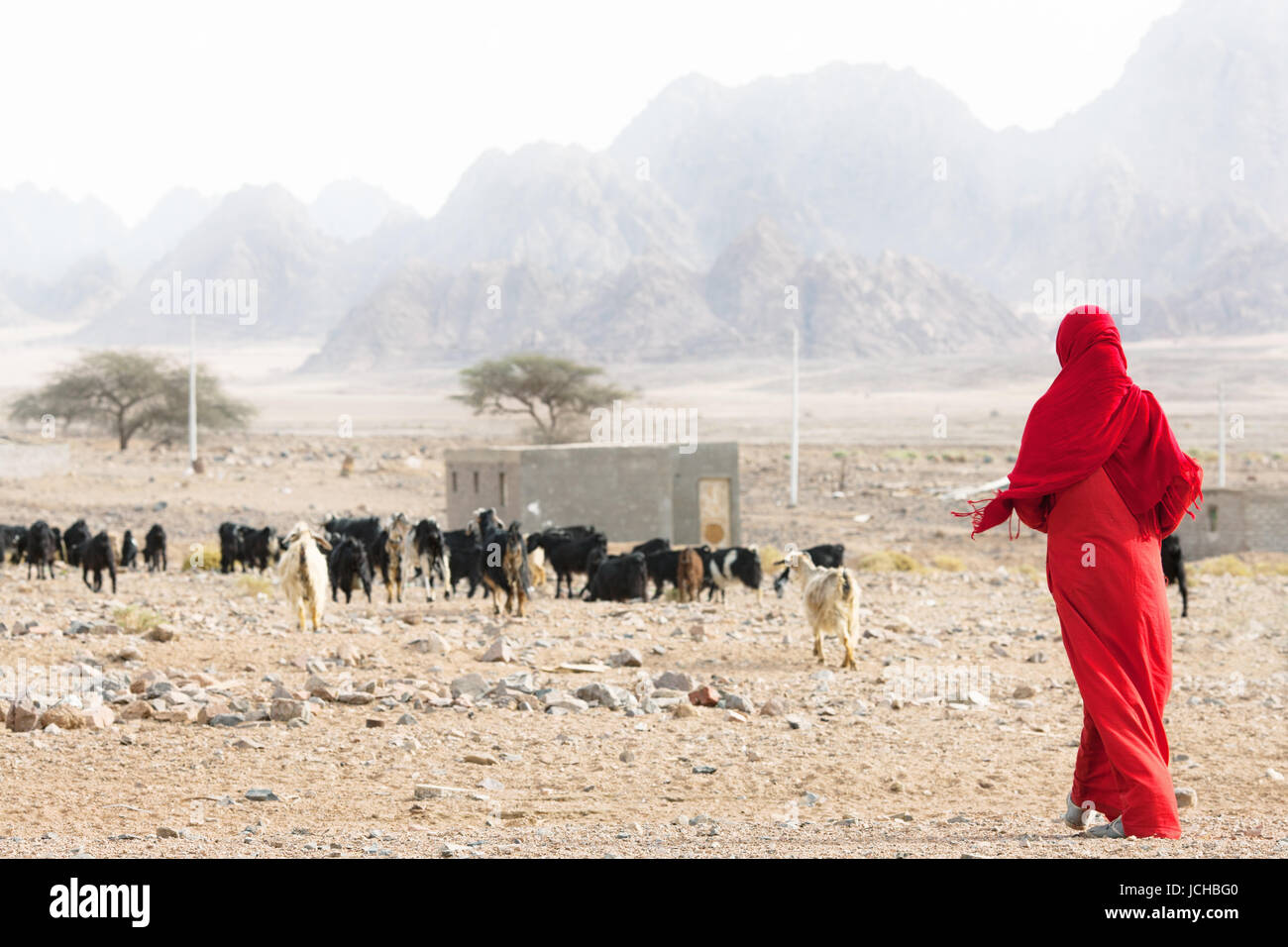 allein. Ägypten Stockfoto
