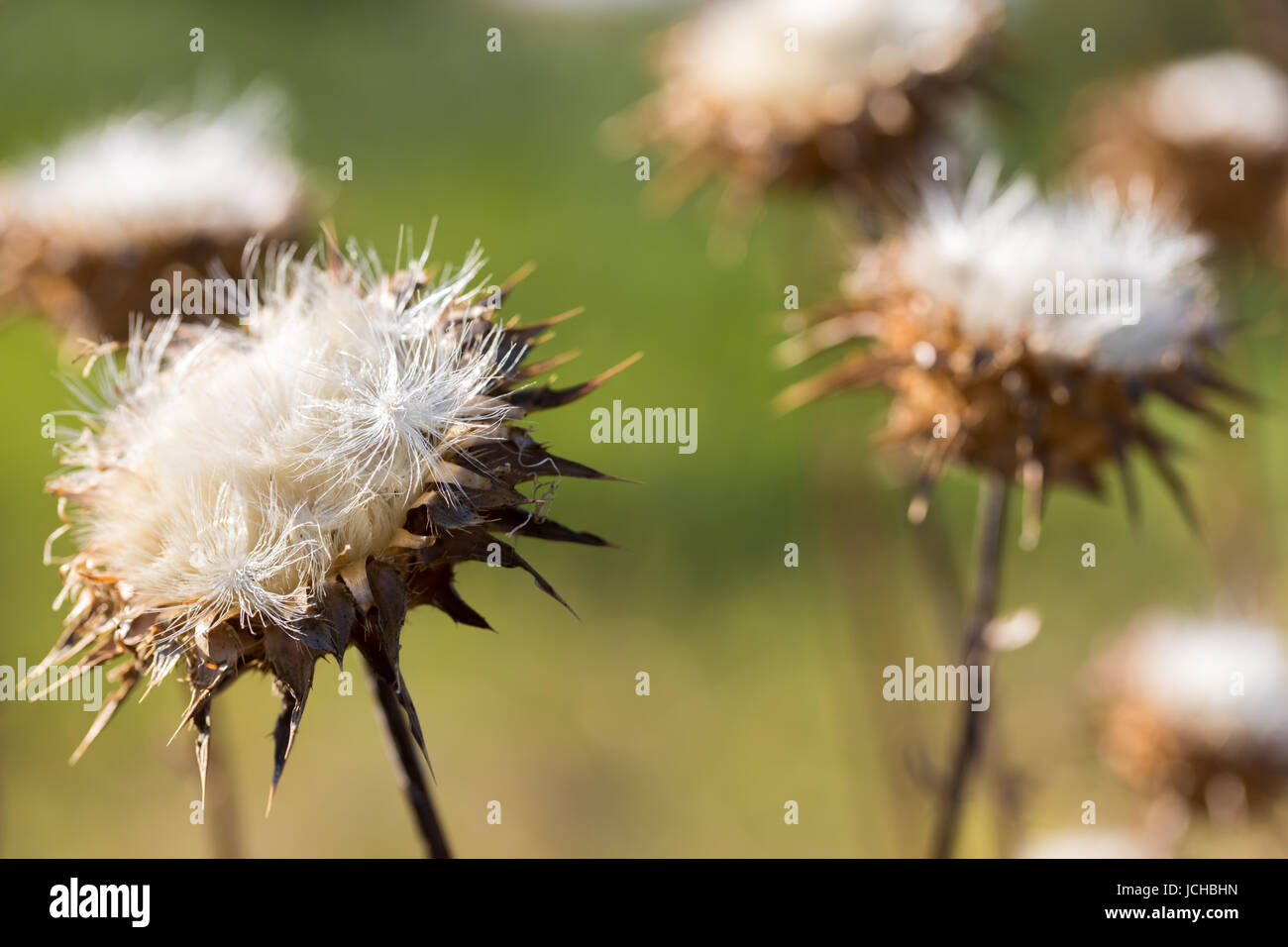 Mariendistel (Silybum Marianum) getrocknete Blumen im Sommer. Stockfoto