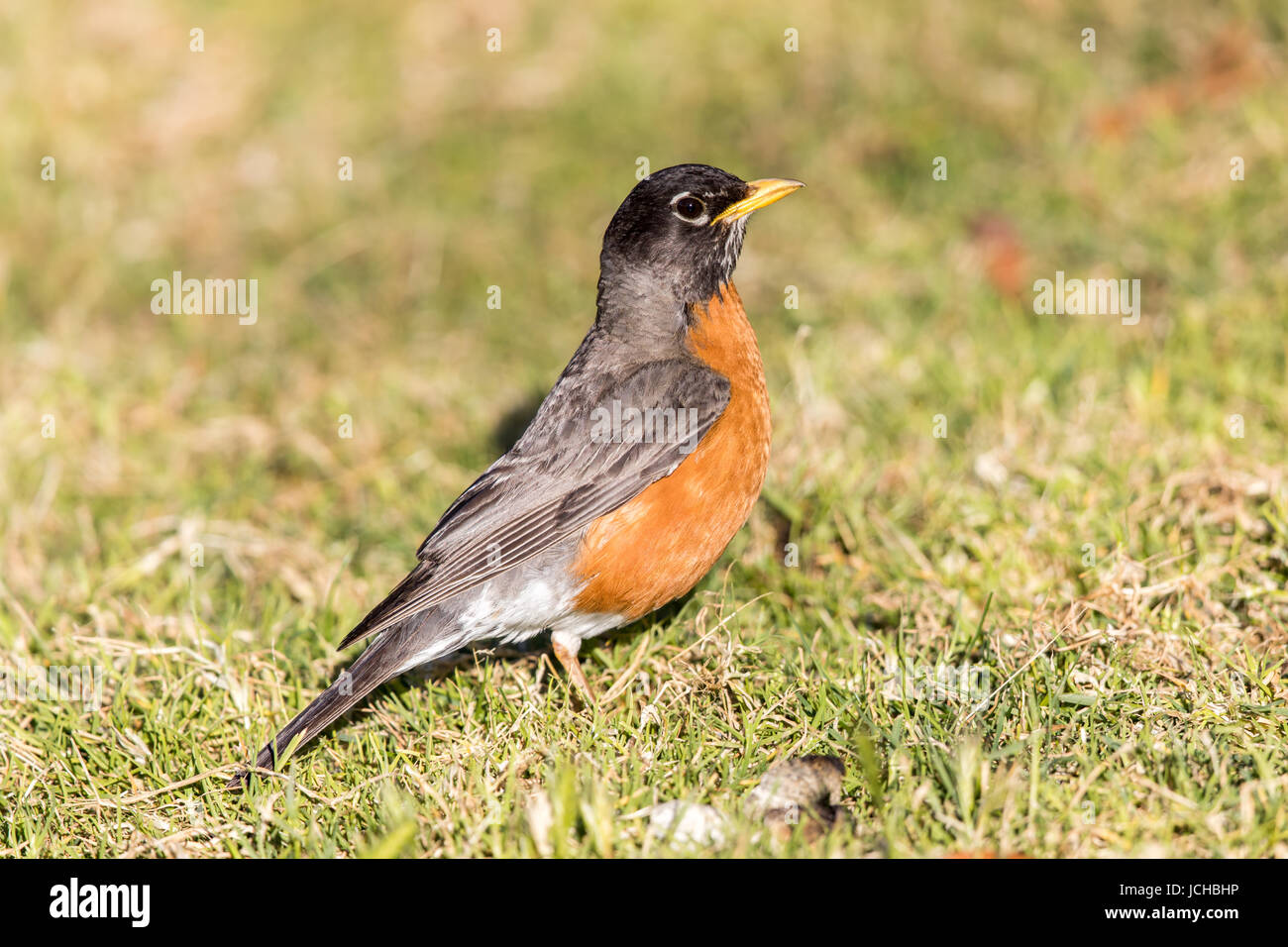 American Robin - Turdus Migratorius, erwachsenen männlichen. Stockfoto