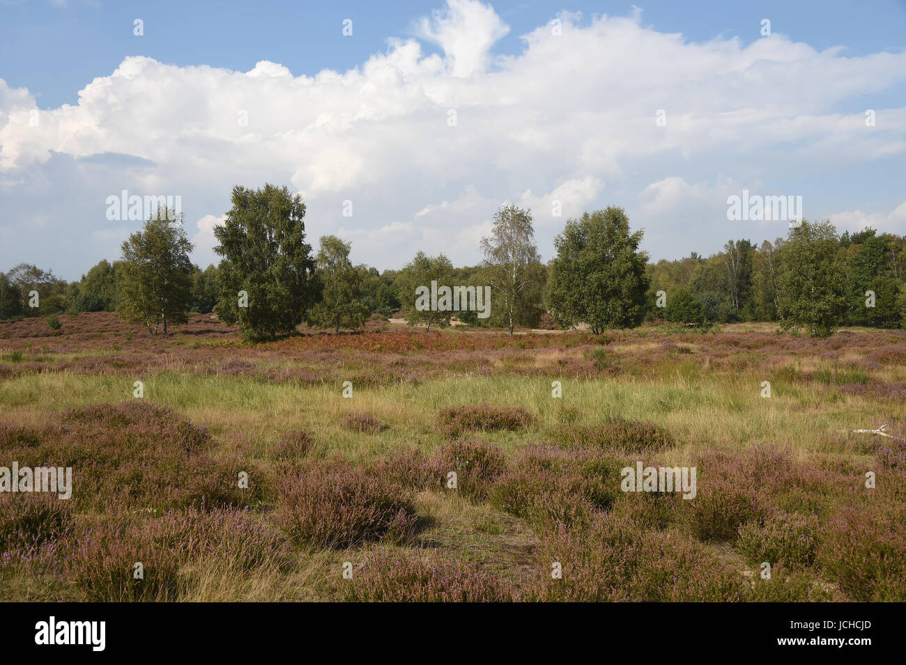 Biotop Heidelandschaft Stockfoto