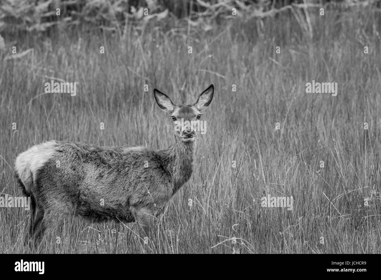 Red Deer Hind in Schottland in schwarz / weiß Stockfoto