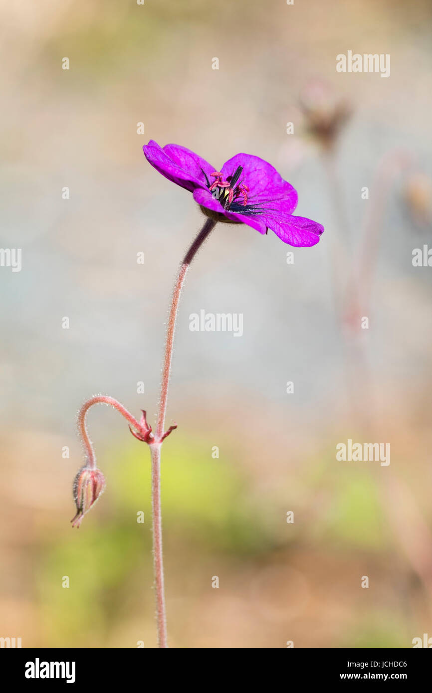 Einzelne helle lila Blume von der weitläufigen Staude Geranium 'Anne Folkard' Stockfoto