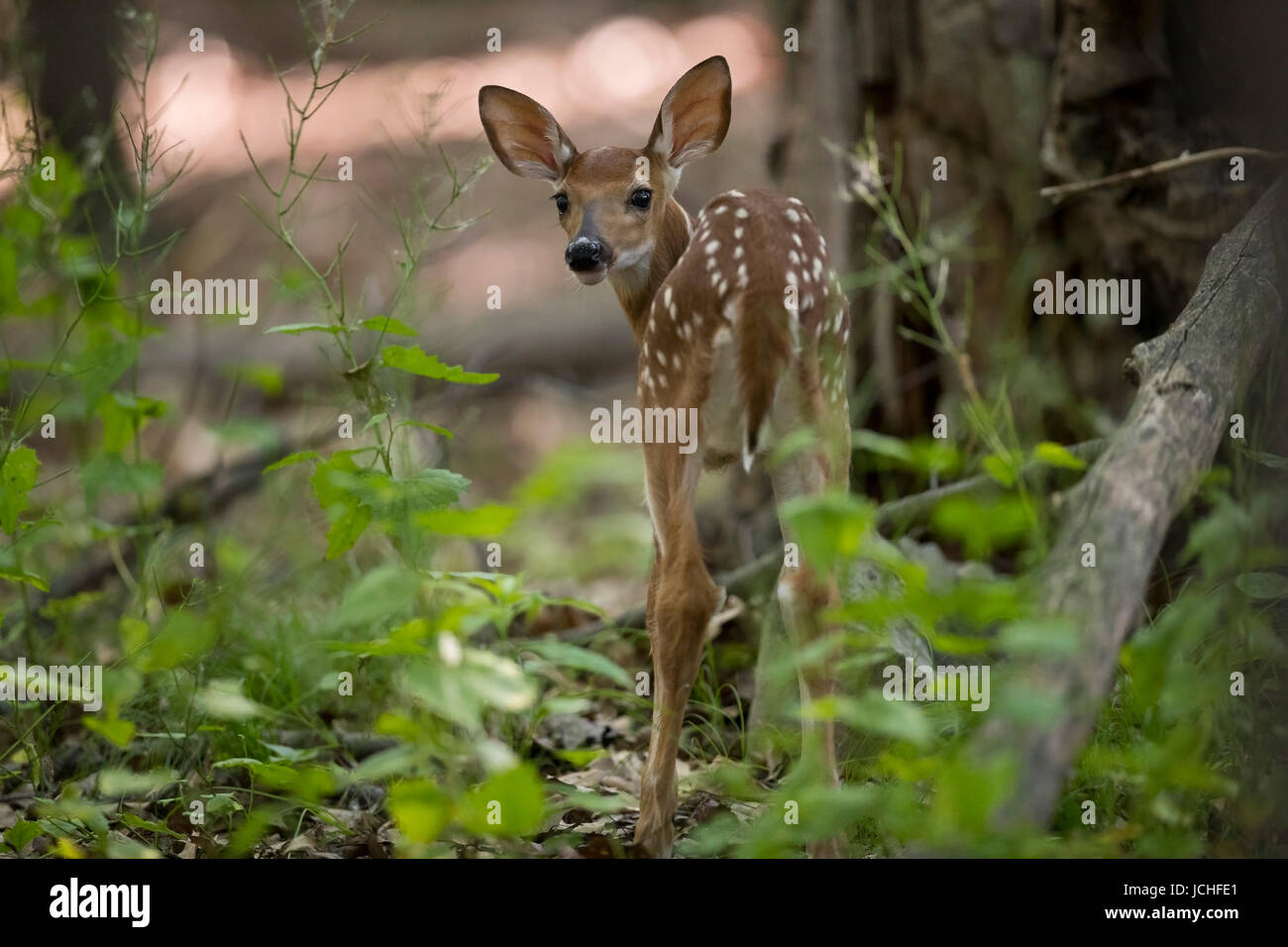 Ein Kitz Whitetail Deer rückblickend. Stockfoto