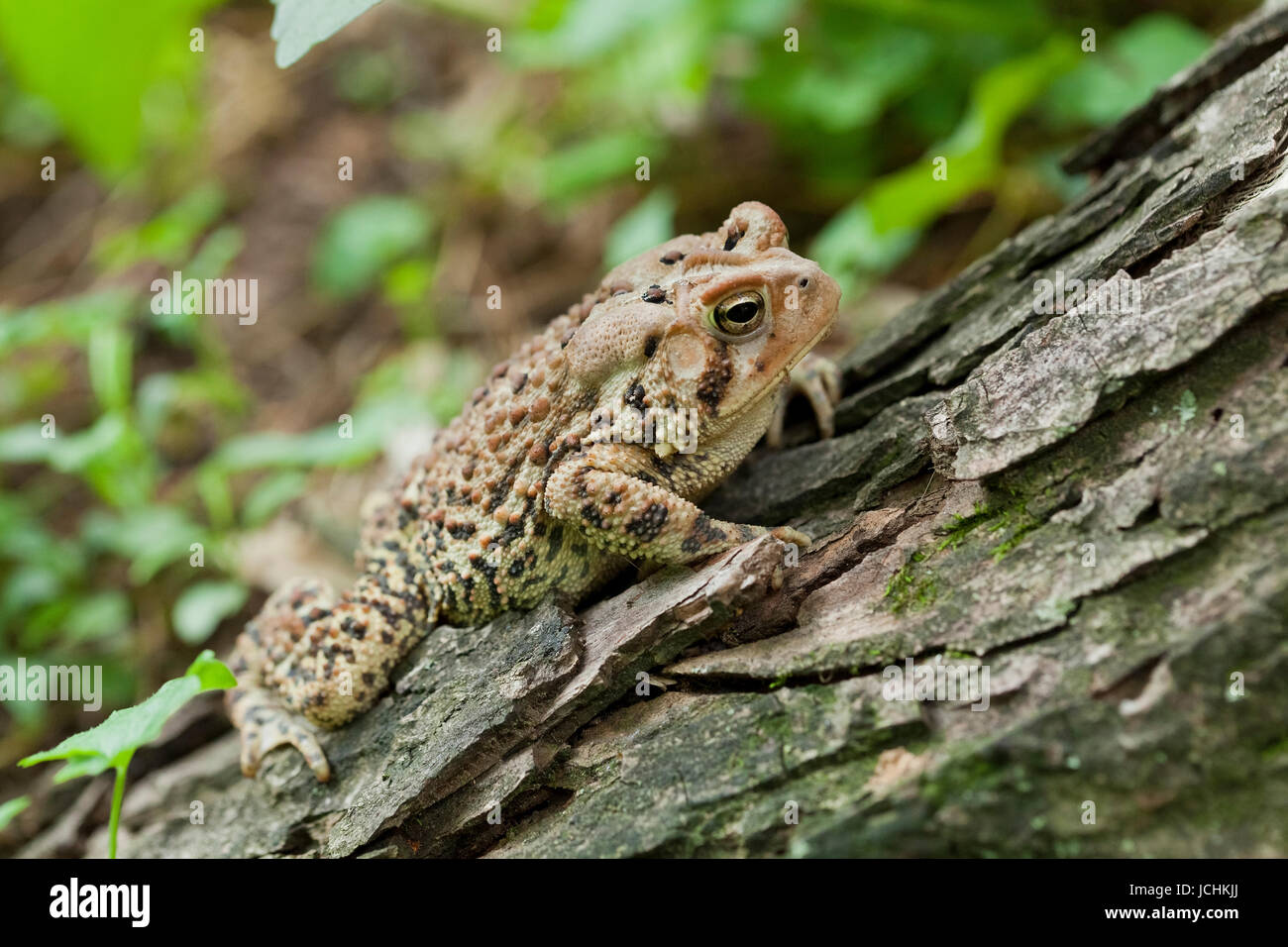 Nordamerikanische Fowlers Kröte - Virginia USA Stockfoto