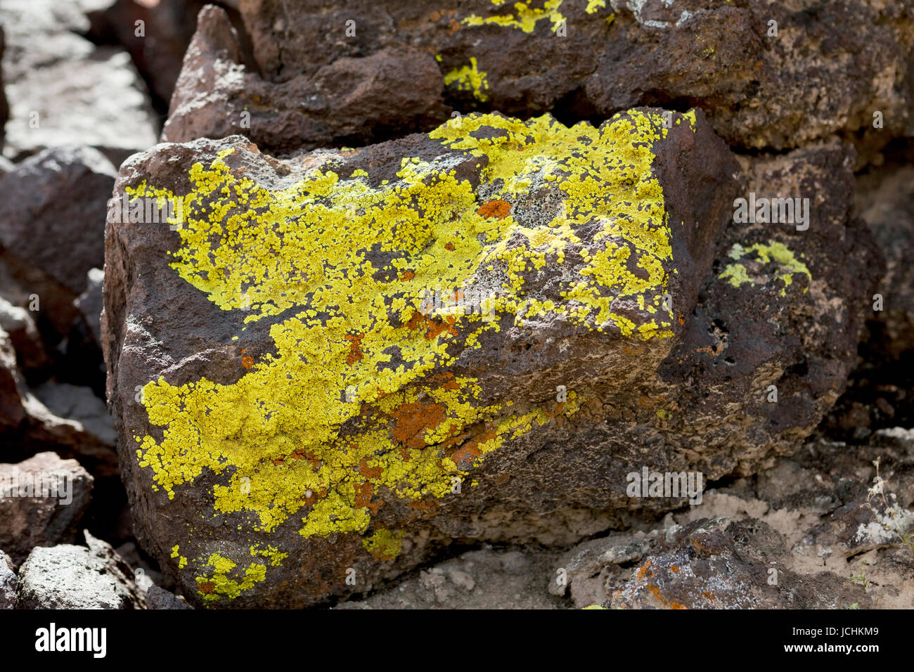 Flechten auf Felsen (Epilithic crustose lichen) - Arizona, USA Stockfoto