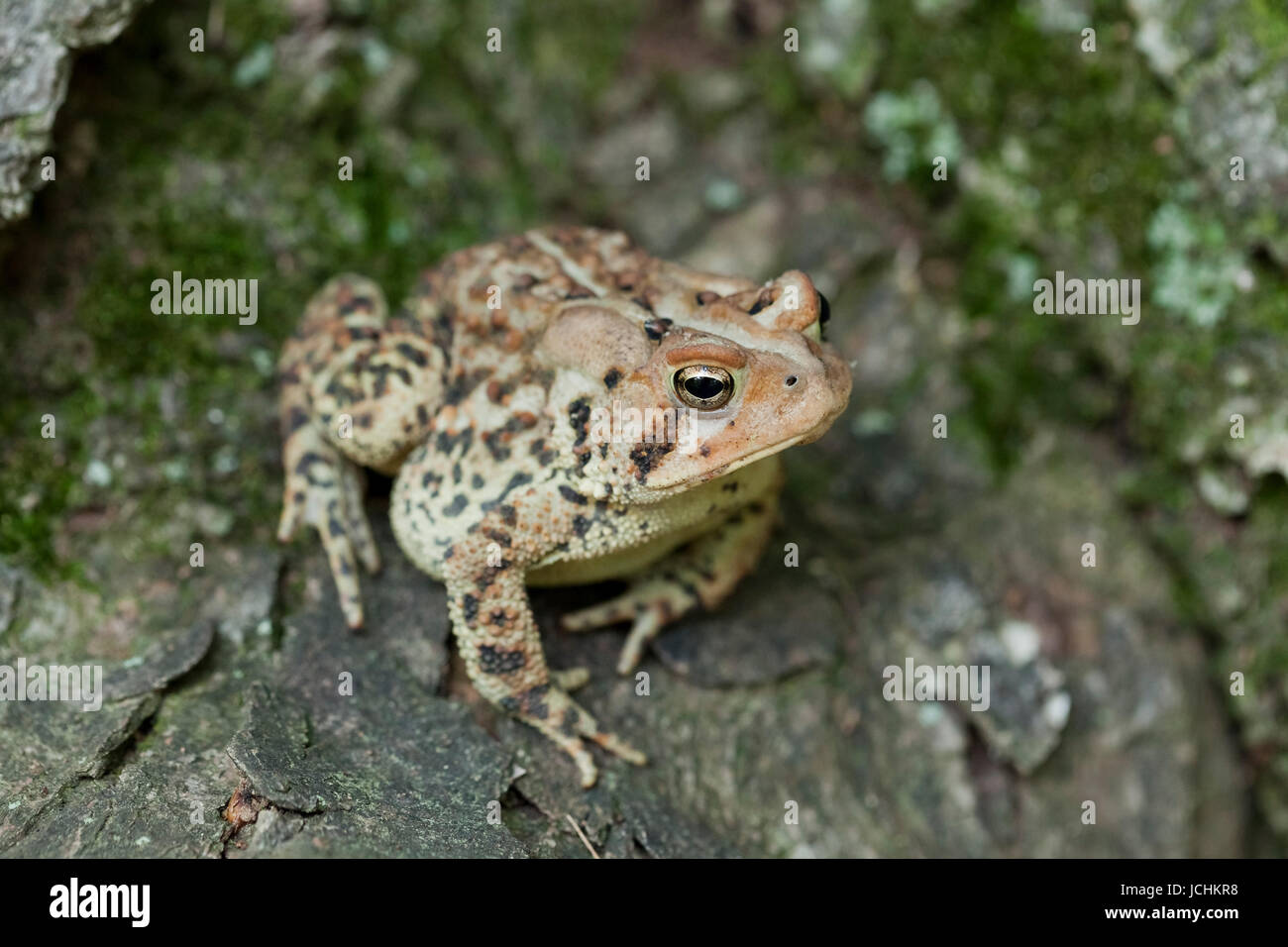 Nordamerikanische Fowlers Kröte - Virginia USA Stockfoto