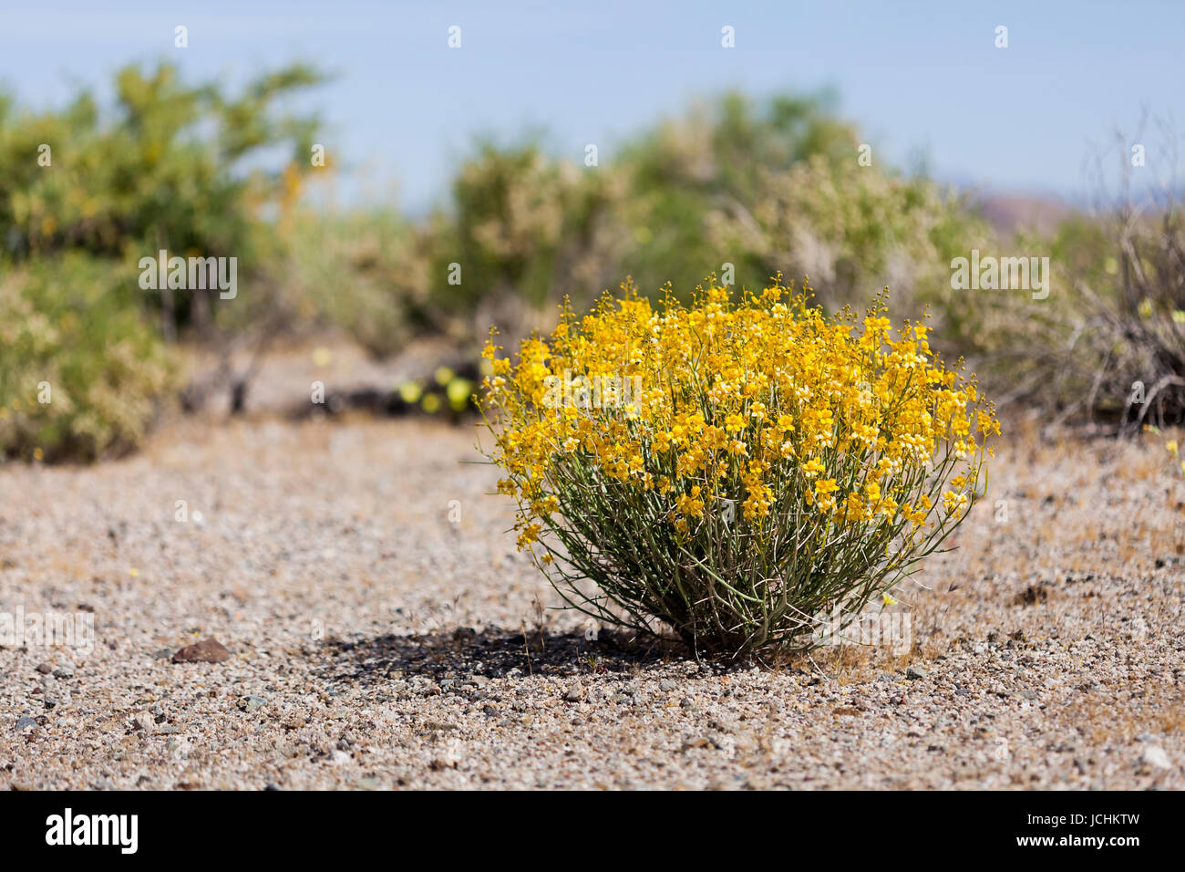 Blühende Wüste Senna Busch (Senna Armata) auf Wüstenboden - Mojave-Wüste, Kalifornien USA Stockfoto