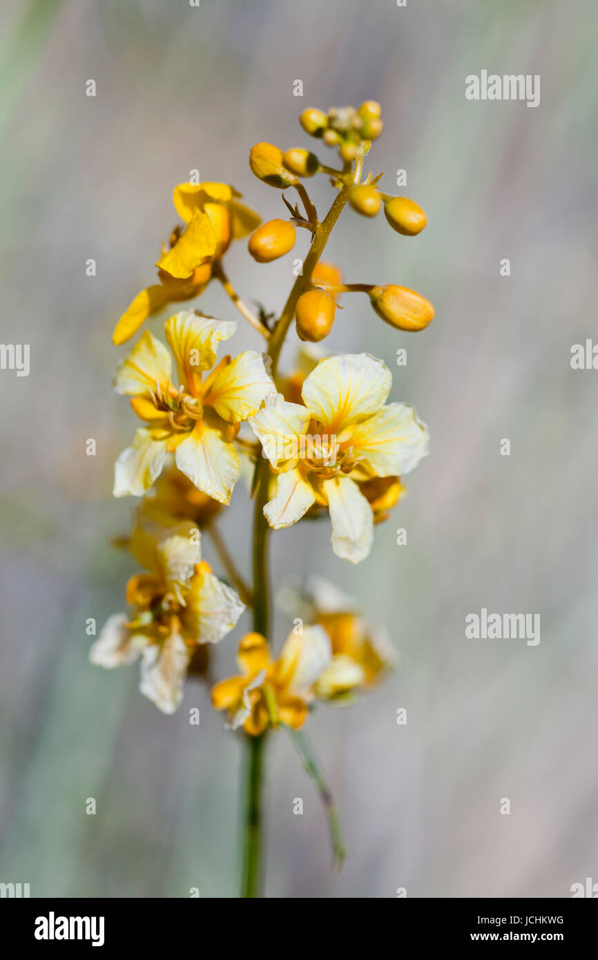 In der Nähe der Wüste Senna bush Blüten (Senna armata) - Mojave Wüste, Kalifornien, USA Stockfoto