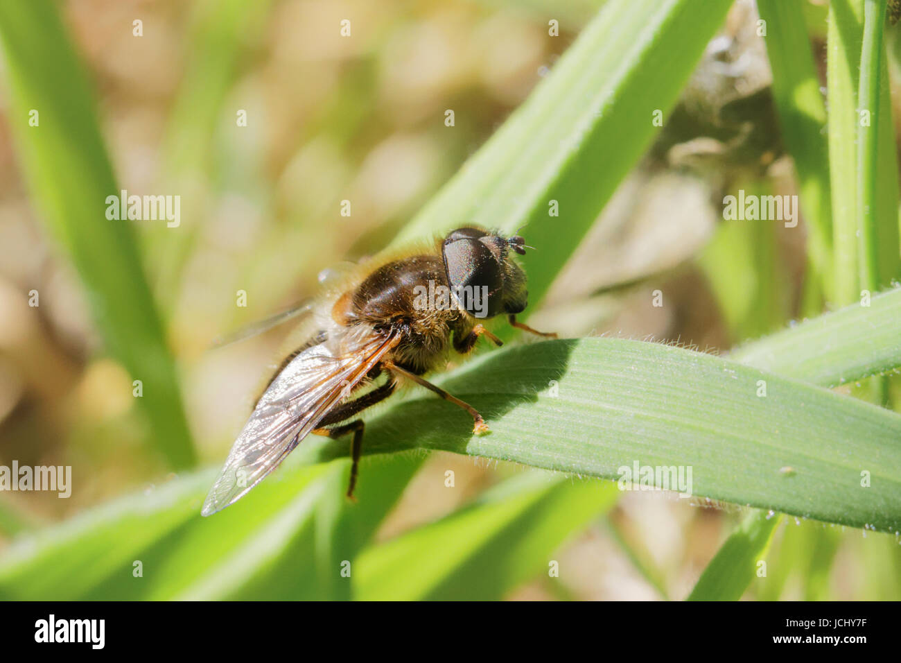 Die Drohne-Fly, Eristalis Tenax, ähnelt eine Honigbiene Stockfoto