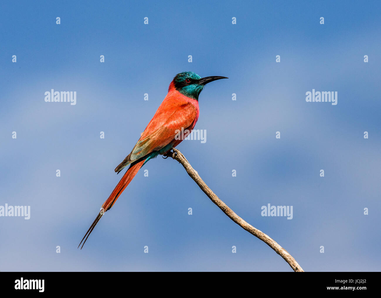 Carmine Bienenfresser sitzt auf einem Ast vor blauem Himmel. Afrika. Uganda. Stockfoto