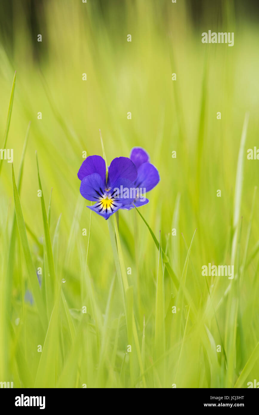 Viola Tricolor. Wilde Stiefmütterchen / Stiefmütterchen Blume Gras. UK Stockfoto