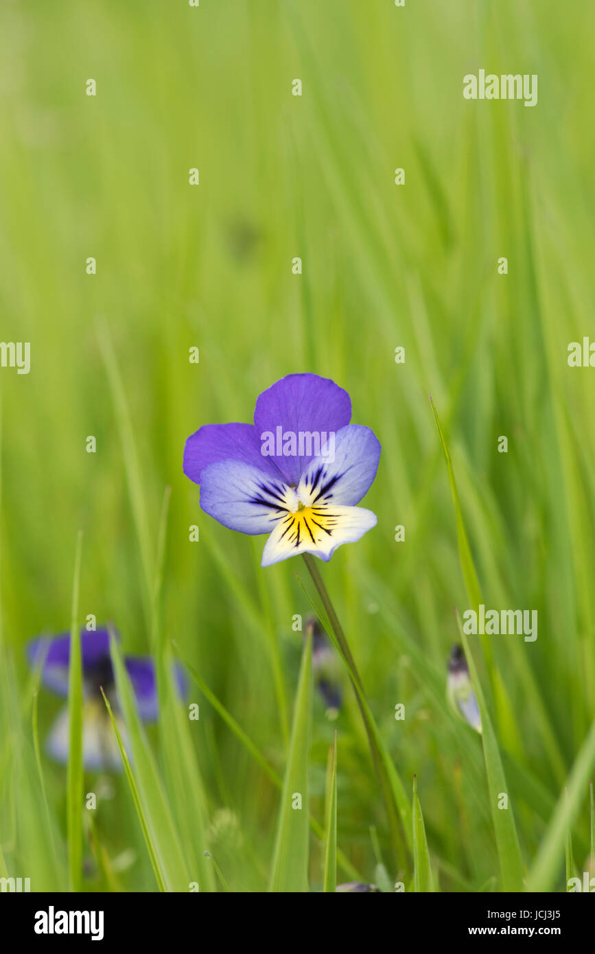 Viola Tricolor. Wilde Stiefmütterchen / Stiefmütterchen Blume Gras. UK Stockfoto