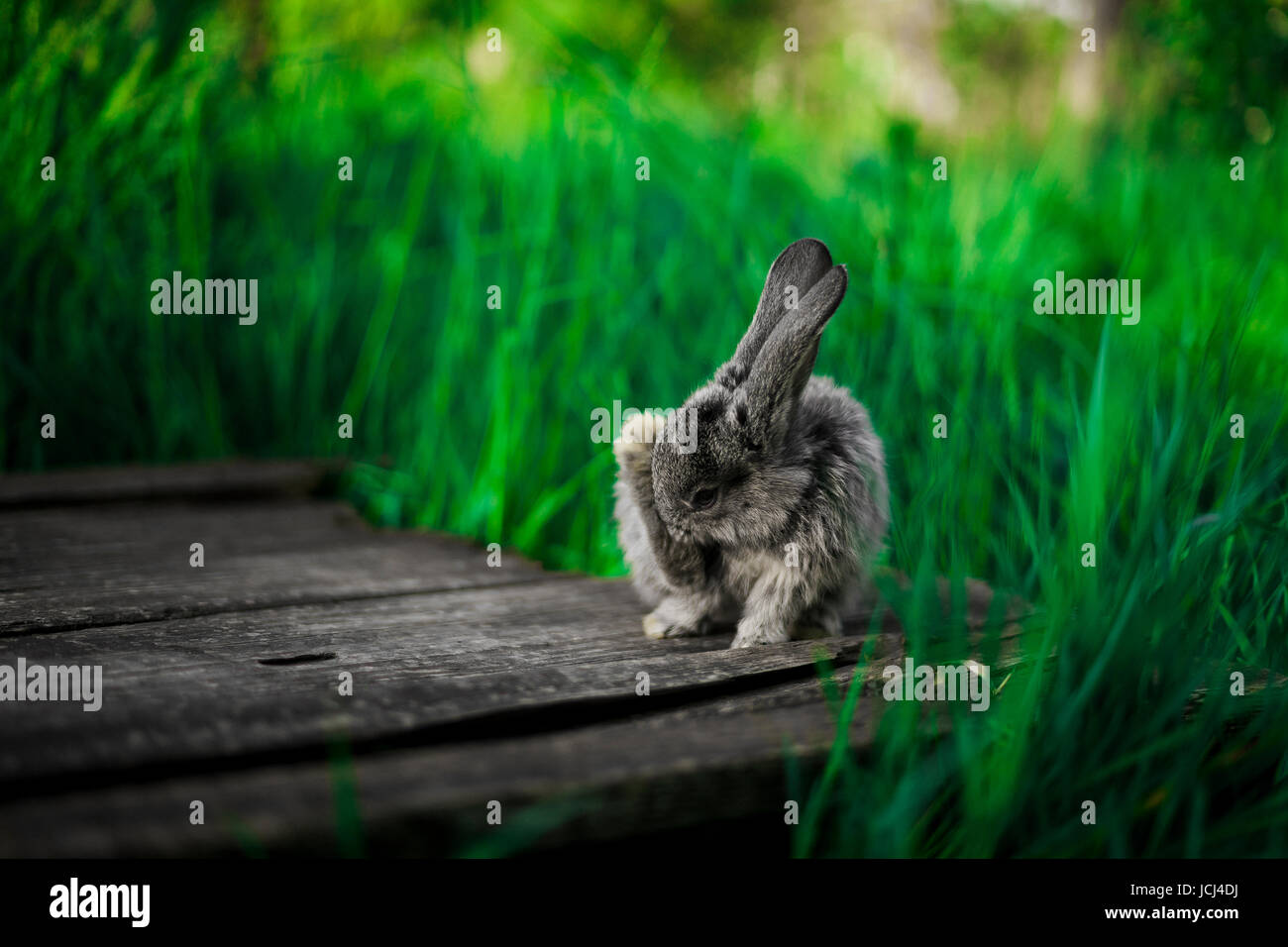 Eine kleinere graue Hase sitzt auf einem Holzbrett im Garten, vor dem Hintergrund des Grases. Stockfoto