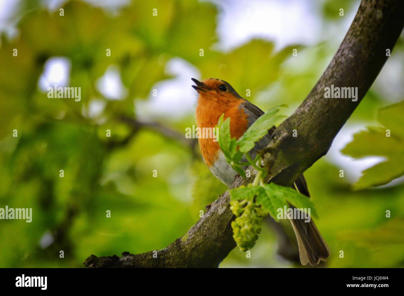 Singen europäischen Robin thront auf einem Zweig Stockfoto