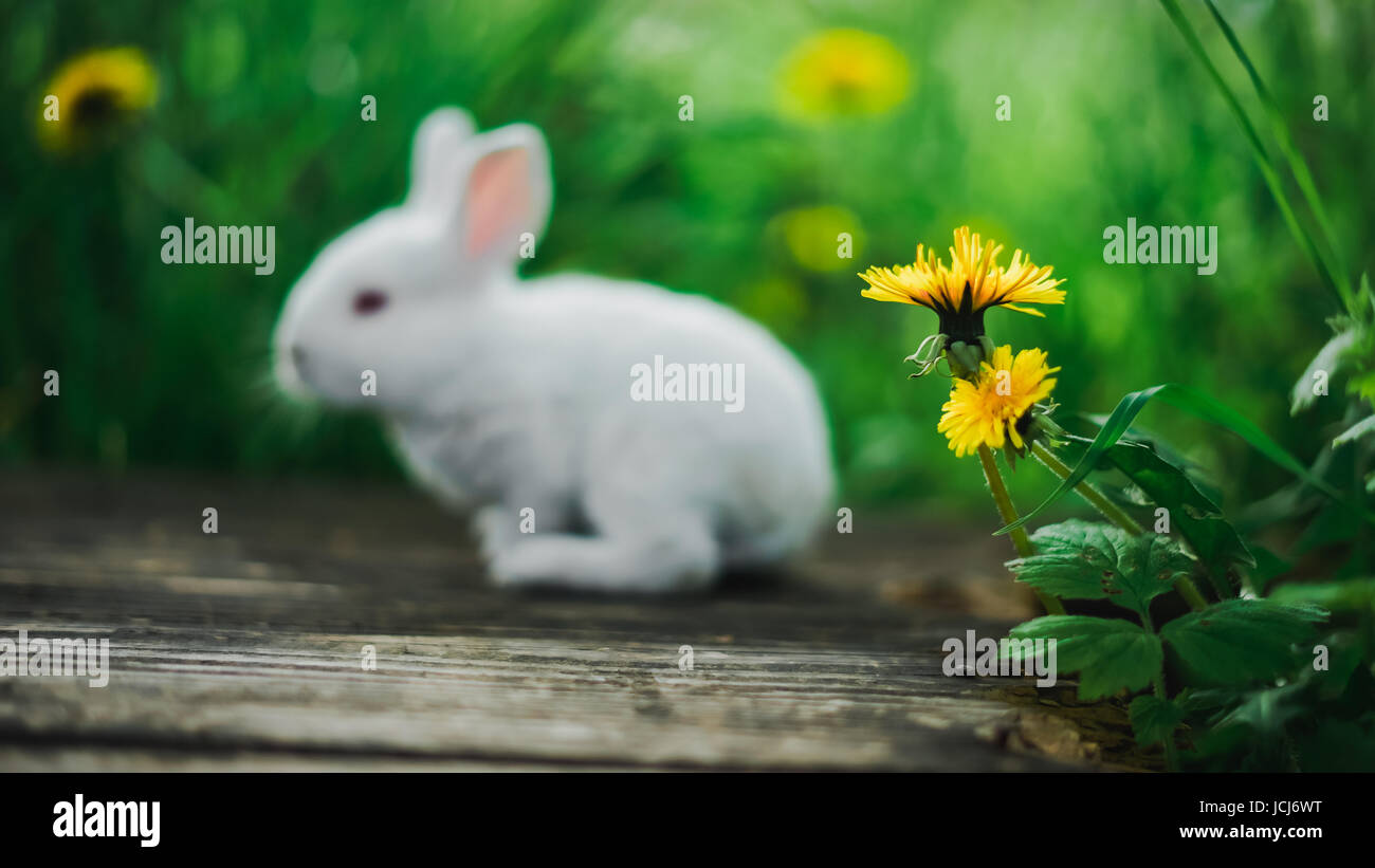 Kleine flauschiges Häschen sitzt auf einer alten Planke im Garten in der Nähe von einem gelben Löwenzahn. Stockfoto