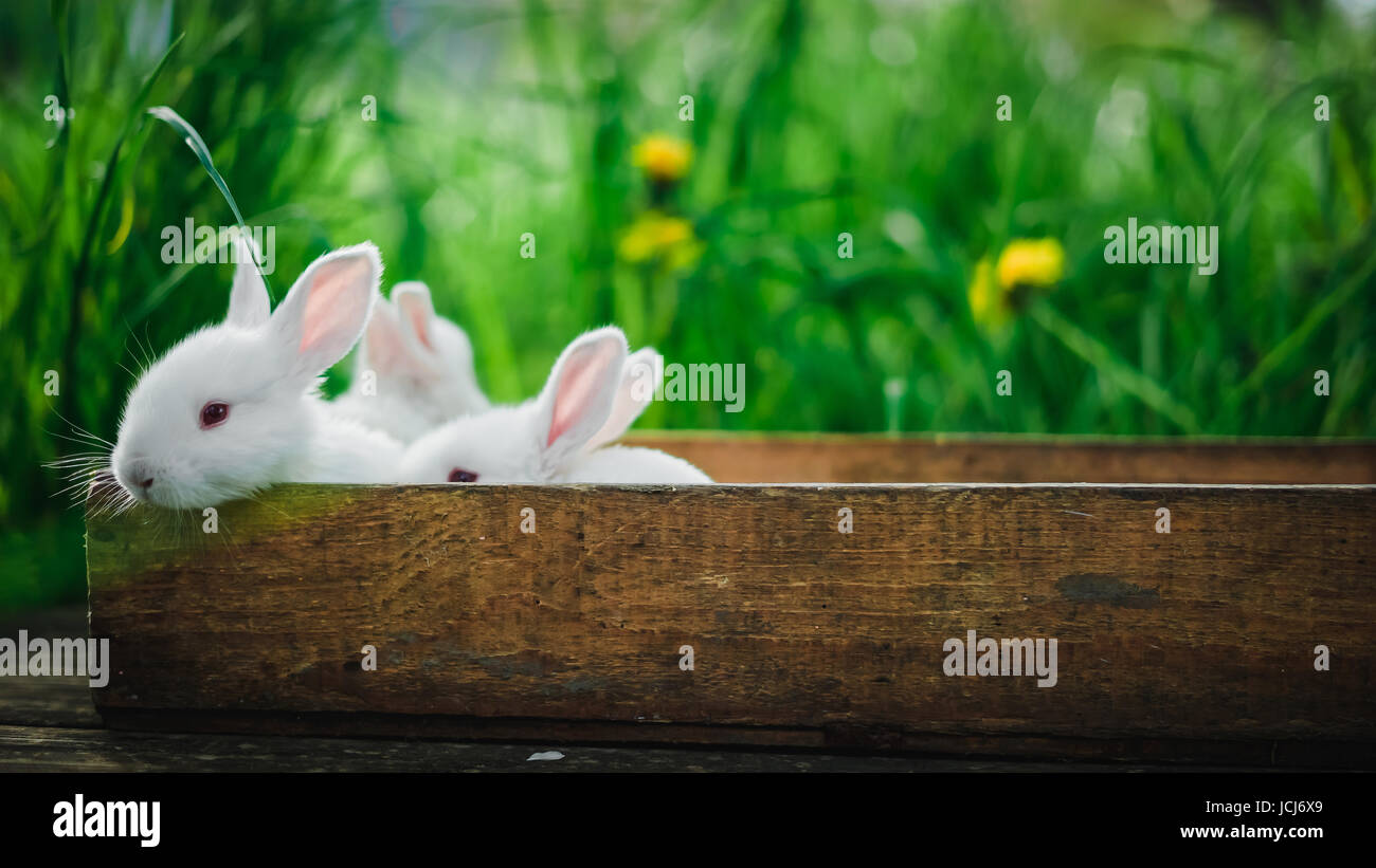 Drei schöne flauschige Kaninchen sitzen in einer Holzkiste auf einem alten Holzbrett im Sommergarten. Konzept: Kleine weiße Kaninchen. Stockfoto