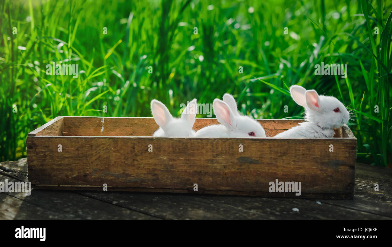 Drei schöne flauschige Kaninchen sitzen in einer Holzkiste auf einem alten Holzbrett im Sommergarten. Konzept: Kleine weiße Kaninchen. Stockfoto