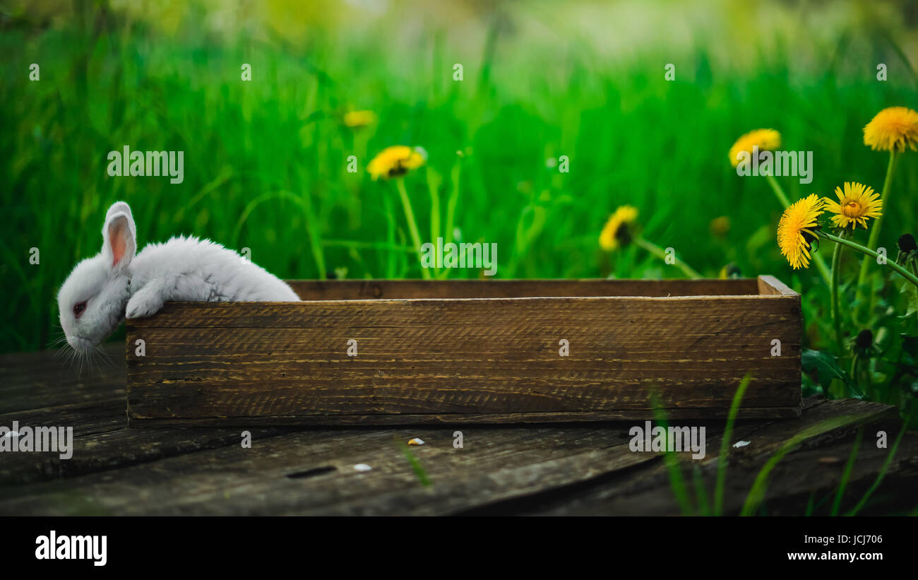 Weiße Häschen sitzt in einer Box auf einem Holzbrett auf einem Hintergrund von Rasen und gelbe Löwenzahn an einem Sommertag, Konzept: eine flauschige Häschen in einer Box. Stockfoto