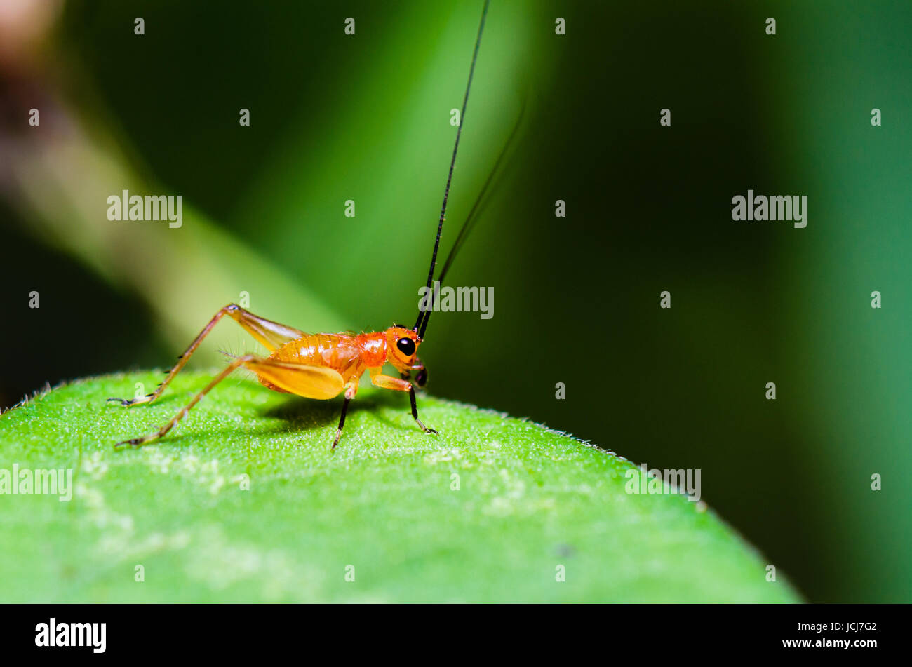 Nahaufnahme der Conocephalus Melas kleinen rot-schwarzen Jungen Cricket ist eine Art von Tettigoniidae (Bush-Grillen oder Katydids) in Thailand getroffen Stockfoto