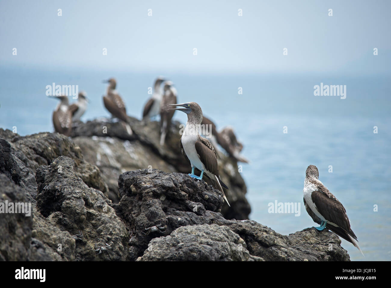 Herrliche Fregattvogel, Isla De La Plata, Ecuador Stockfoto