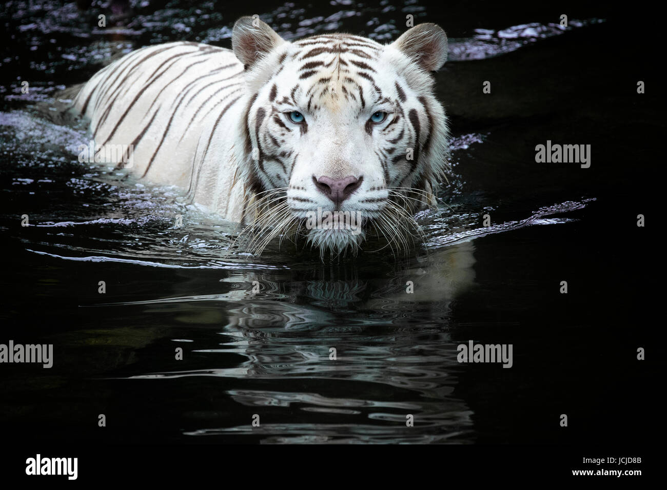 White Tiger schaute mich ihn ansah, wie er durch das Wasser schwimmt Stockfoto