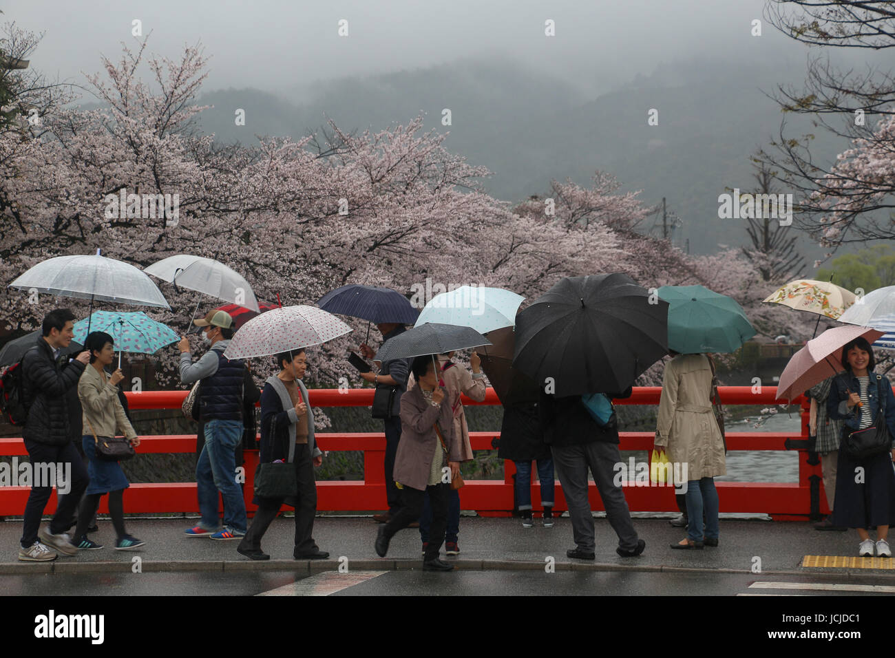 Leuchtend rote Geländer einer Brücke über einen Kanal in Kyoto, wo Japaner mit Sonnenschirmen zu in den Regen, Kirsche Bäumen blühen entlang des Kanals Fuß sind. Stockfoto