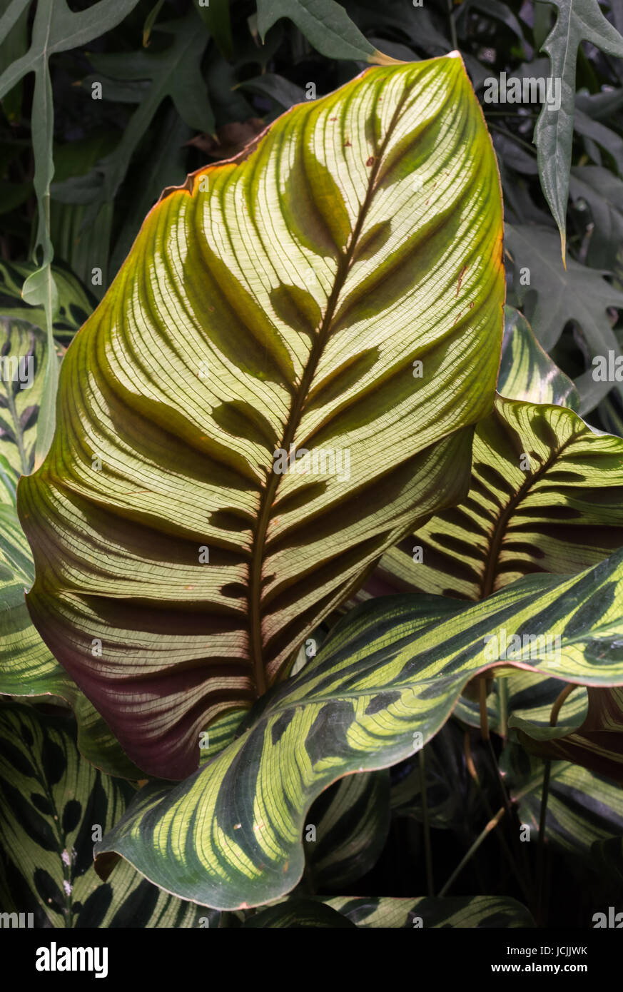 Licht, das durch die Maranata Blatt zeigt die versteckten Details ihrer Struktur. Stockfoto