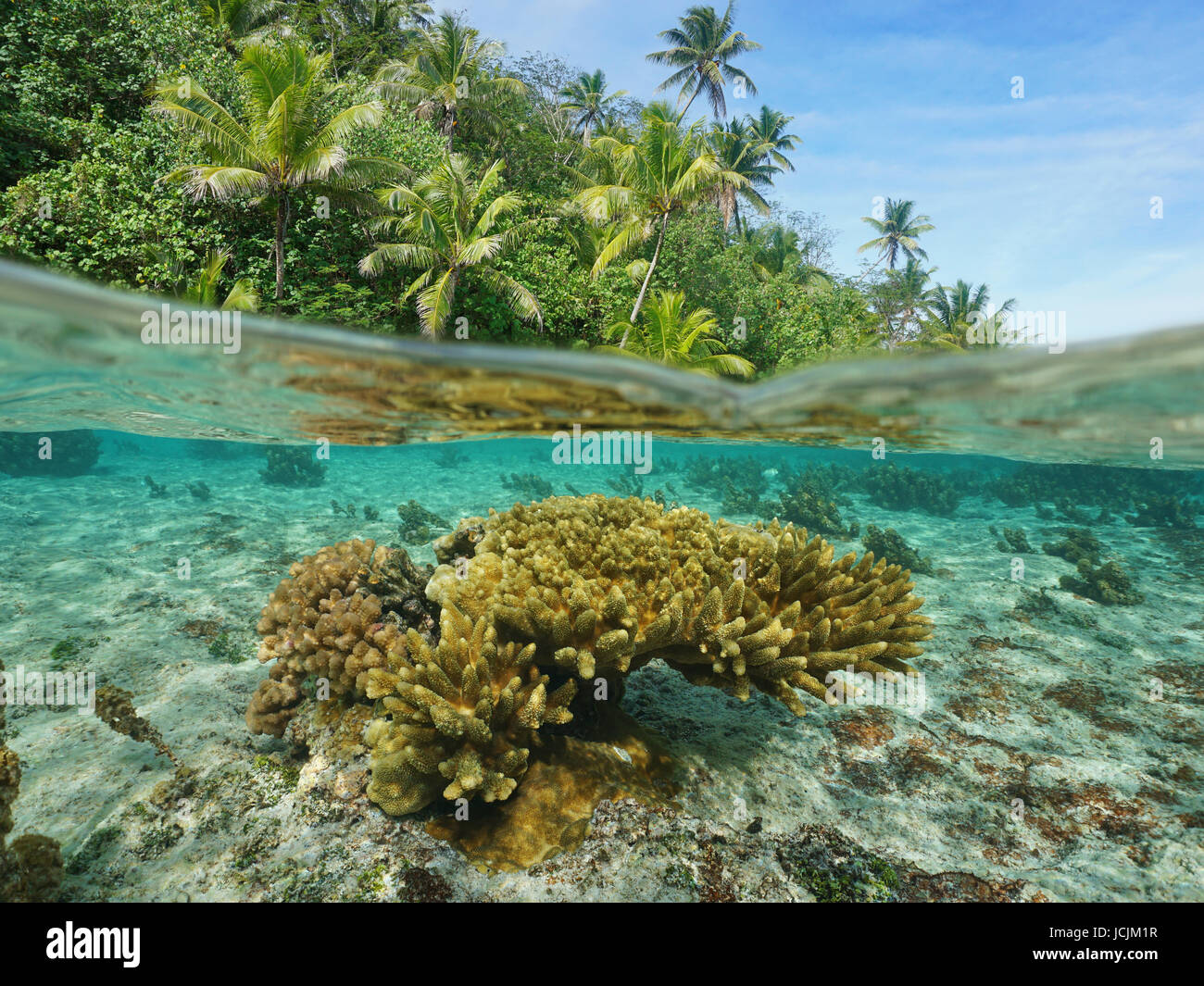 Über aufgeteilt unter der Meeresoberfläche in der Nähe einer Küste mit üppiger tropischer Vegetation und Acropora Korallen unter Wasser durch die Wasserlinie, Tahaa, Pacific, Französisch-Polynesien Stockfoto