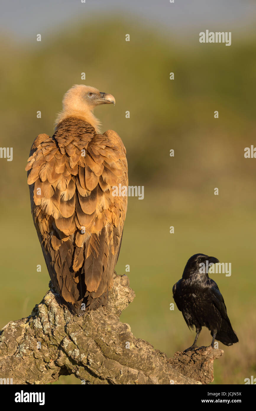Gänsegeier (abgeschottet Fulvus), Erwachsenen- und gemeinsame Rabe (Corvus Corax), am Zweig der Korkeiche, Extremadura, Spanien Stockfoto