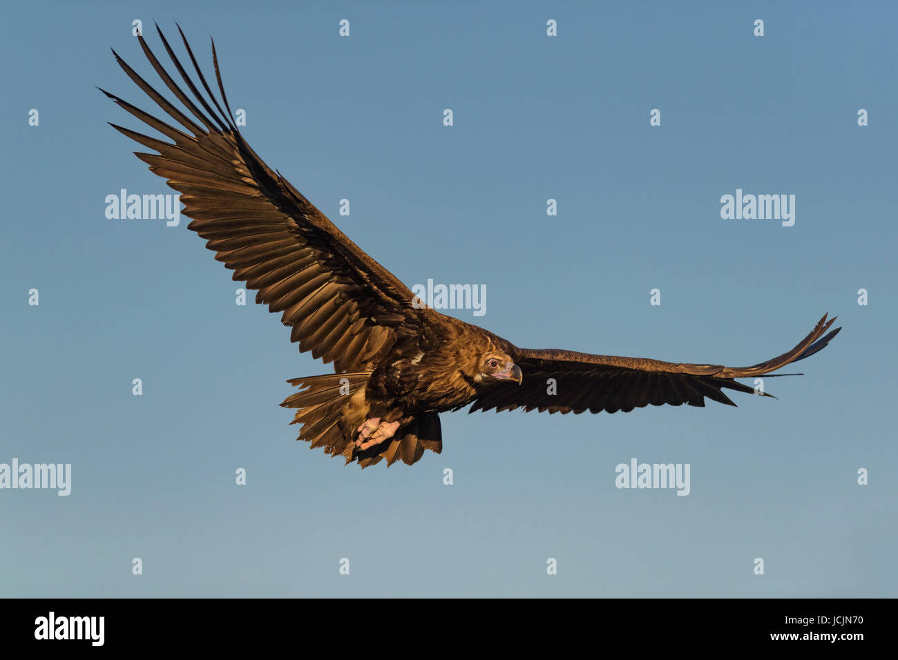 Mönch Geier (Aegypius Monachus) im Flug, Extremadura, Spanien Stockfoto