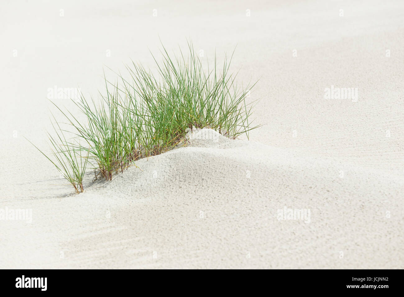 Europäische Dünengebieten Gras (Ammophila Arenaria) in feinem Sand, Ostfriesischen Inseln, Norderney, Niedersachsen, Deutschland Stockfoto