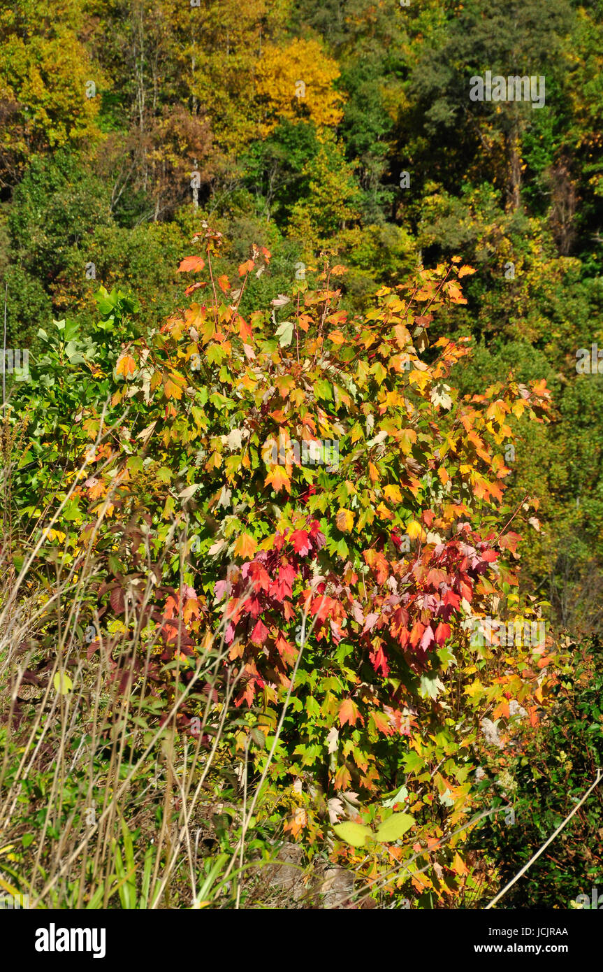 Ändern der Farbe für den Herbst hier im Osten der Vereinigten Staaten Stockfoto